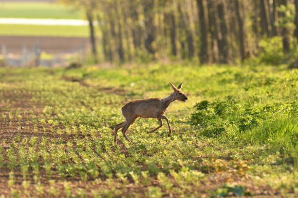 istock herd of roe deer running through a farm field in spring 1146508960