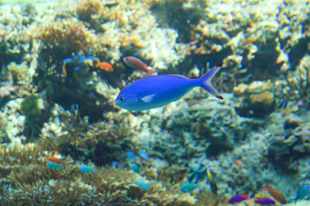 tropical fishes swimming on aquarium