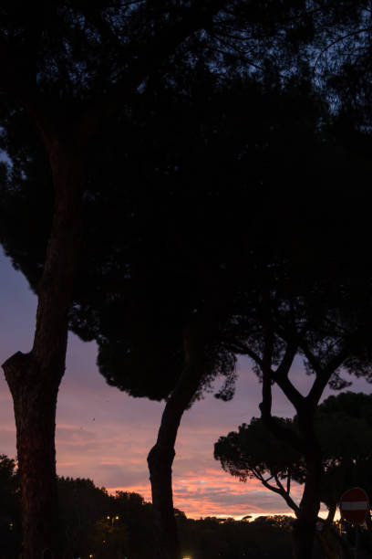 istock Silhouette of typical Tuscan trees at sunset in Rome 1146510960