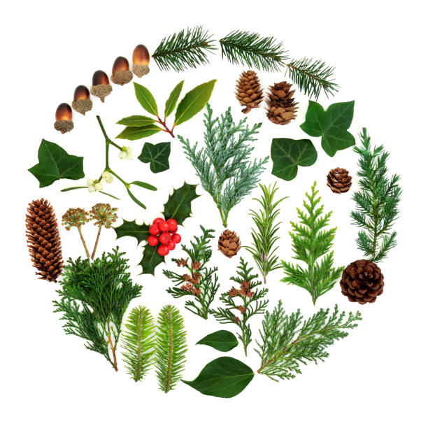 istock Winter and Christmas Flora and Fauna 1146511196