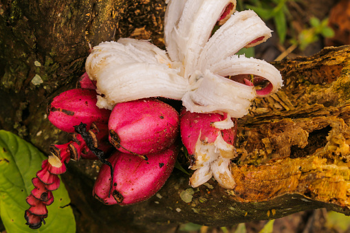 Red banana coming out of its flower with open cã¡scaras