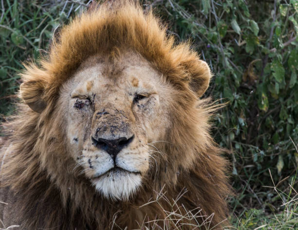 istock Close up of lion with cuts to face 1146512027