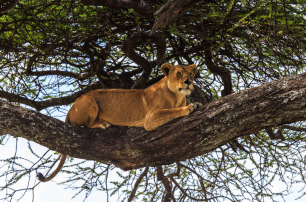 istock An lioness watches from above in a tree branch 1146512647