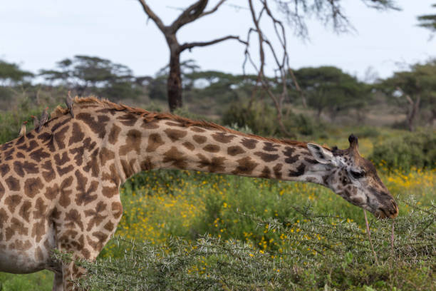 girafe avec le cou streched dehors mangeant tandis que les petits oiseaux s’asseyent sur le dos - streched out photos et images de collection