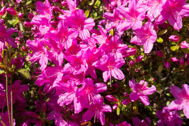 istock Brilliant Pink Blossoms Macro 1146515360