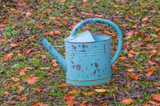 istock Old blue watering can on the autumn garden 1146515412