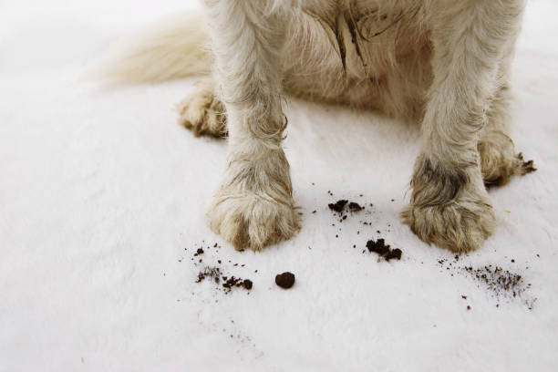 gros plan sale et boueux tapis de chien à la maison. - moquette photos et images de collection