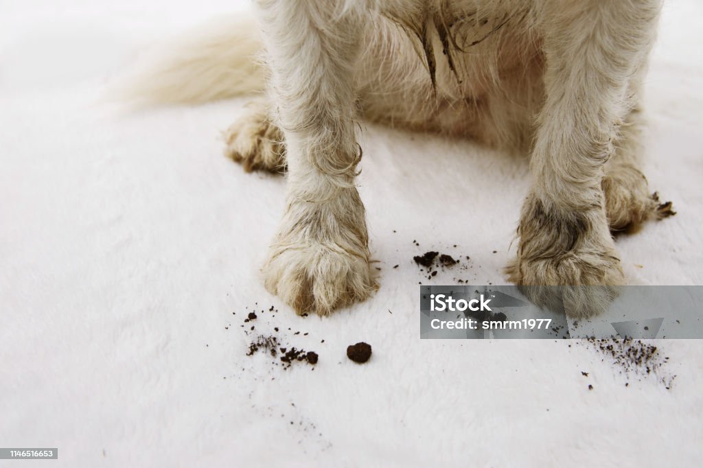 PRIMO PASSO SPORCO E FANGOSO TAPPETO PER CANI A CASA. - Foto stock royalty-free di Moquette