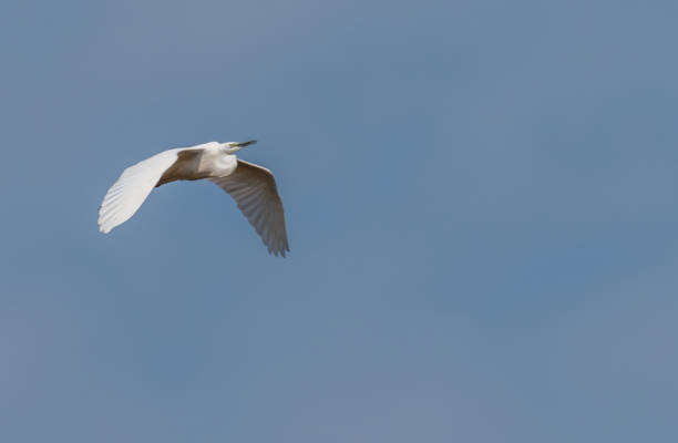istock Great White Egret Flying in a Clear Blue Sky in Latvia in Spring 1146516743