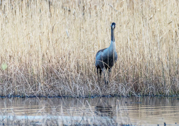 istock Common Cranes in Latvian Wetlands in Spring 1146516872
