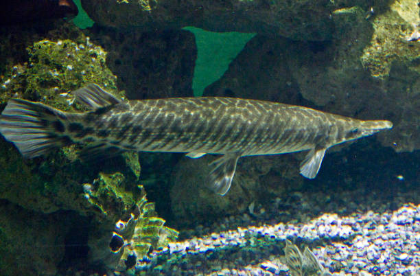 le brochet du nord (esox lucius) - hobbies freshwater fish underwater panoramic photos et images de collection