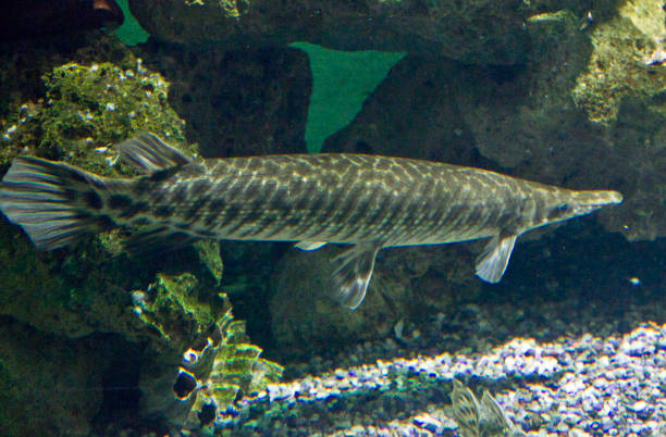 северная щука (esox lucius) - hobbies freshwater fish underwater panoramic стоковые фото и изображения