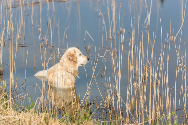 Photo of a young boy and his dog swimming together in the lake.