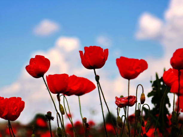 istock Red poppy flowers in a field 1146518156