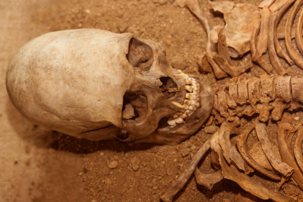 istock The skeleton of an ancient man with a skull. 1146518221