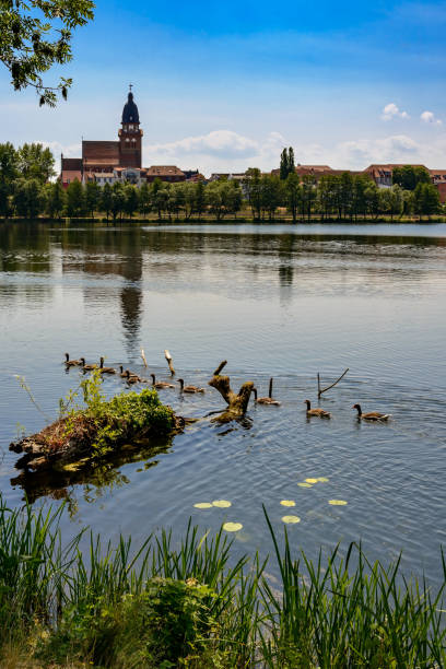 Goose family at the "Tiefwarensee" in Waren/Müritz In the background the silhouette of Waren with the curoch of "St. Marien" ("St. Mary's") - Architectural specs: Marienkirche, Church of St. Mary - Botanical specs: nature in the city muritz national park photos stock pictures, royalty-free photos & images