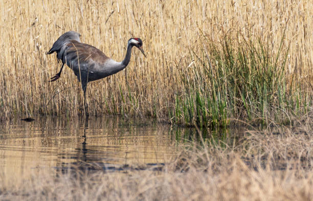istock Common Cranes in Latvian Wetlands in Spring 1146518829