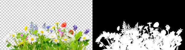 Photo of spring grass and daisy wildflowers isolated background