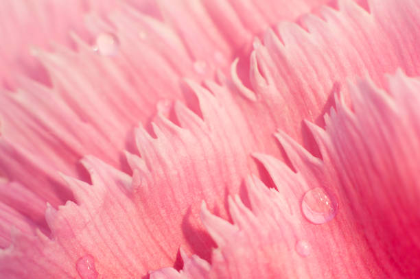 istock Pink floral background with drops of water 1146519622