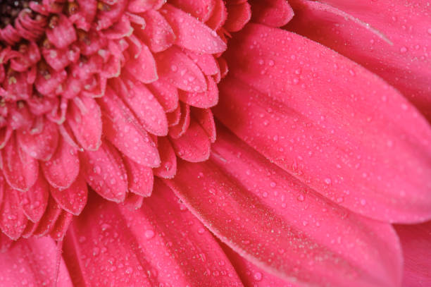 istock Pink gerbera with drops of water 1146519627
