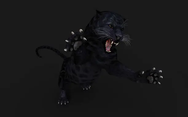 Photo of Black Panther Isolate on White Background with Clipping Path