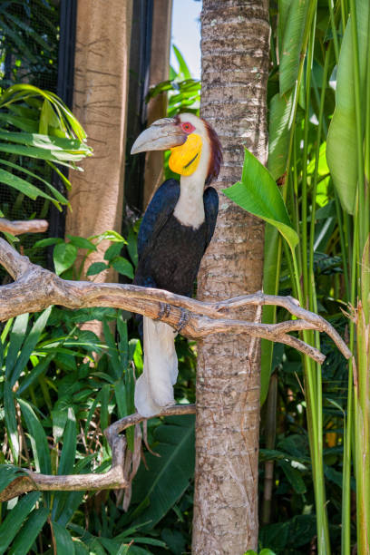 Wreathed hornbill (Rhyticeros undulatus) Big tropical bird Wreathed hornbill (Rhyticeros undulatus) sitting on a tree branch wreathed hornbill stock pictures, royalty-free photos & images