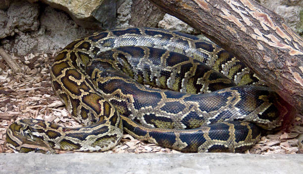 890+ Reticulated Python Pic Stock Photos, Pictures & Royalty-Free ...