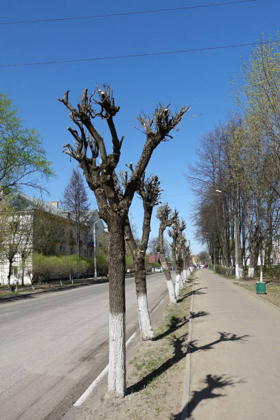 istock Pruned tree in spring sunny day against blue sky. Along the street 1146521259