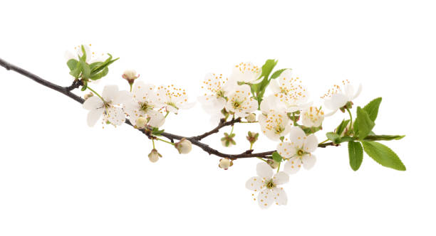 istock Flowering branch of cherry. 1146521320