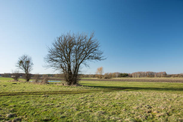 istock Amazing tree without leaves on a green meadow 1146522422