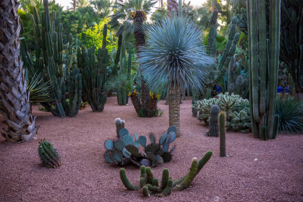 istock exotic plants in botanical garden 1146523439