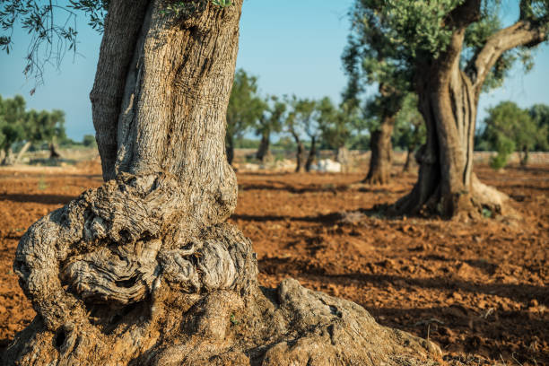istock Mediterranean olive plantation and an old olive tree. 1146523500