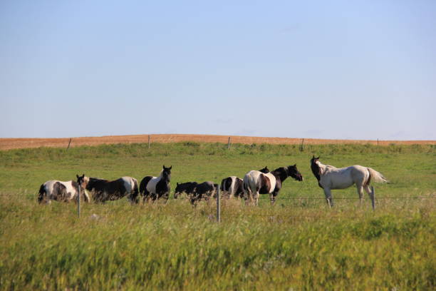 istock September Scenery with Hawks & Horses by Andrea Lawrence C 1020377 Saskatchewan 1146523538