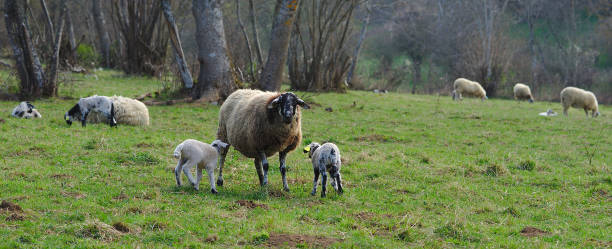 istock sheep in a meadow with their lamb 1146525261