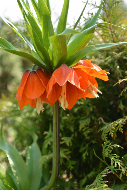 istock Fritillaria imperialis Rubra Maxima in spring 1146525529