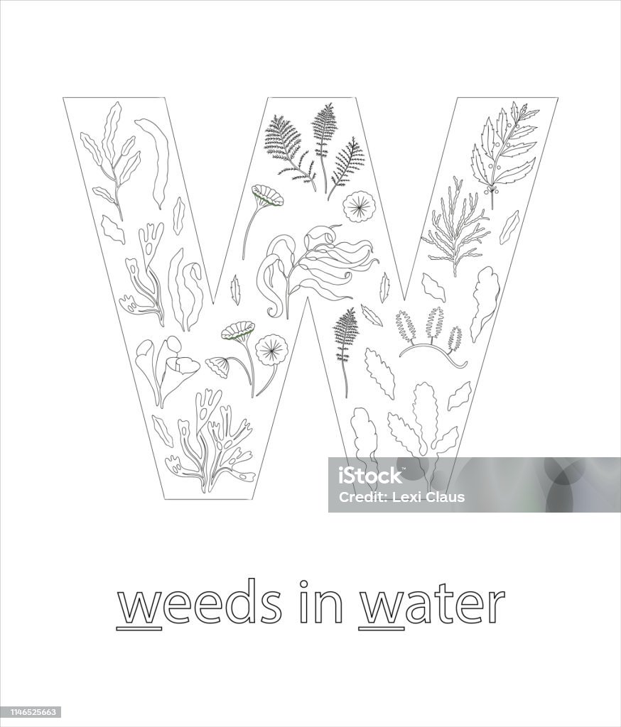 Black and white alphabet letter W. Phonics flashcard. Cute letter W for teaching reading with cartoon style seaweeds in water. Coloring page for children. Activity stock vector