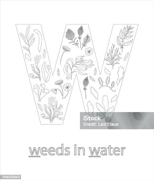 Black And White Alphabet Letter W Phonics Flashcard Cute Letter W For Teaching Reading With Cartoon Style Seaweeds In Water Coloring Page For Children Stock Illustration - Download Image Now