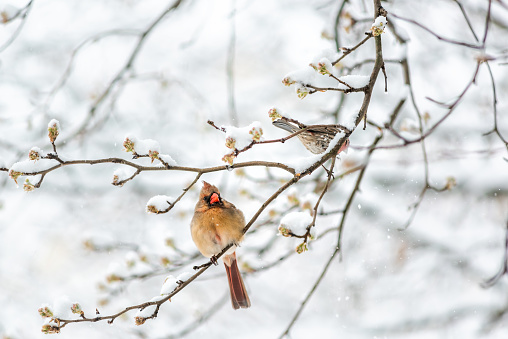 One red northern cardinal Cardinalis female bird sitting perched on tree branch during winter snow in Virginia and house finch