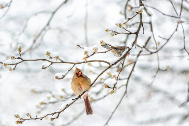 One red northern cardinal Cardinalis female bird sitting perched on tree branch during winter snow in Virginia and house finch One red northern cardinal Cardinalis female bird sitting perched on tree branch during winter snow in Virginia and house finch female cardinal bird stock pictures, royalty-free photos & images