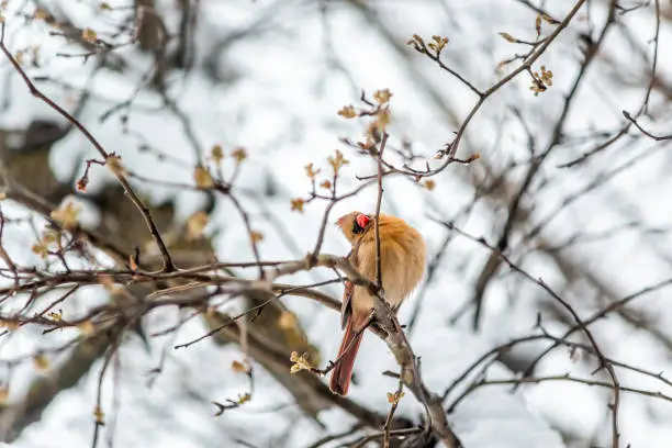 One funny female northern cardinal Cardinalis bird perched on tree branch during winter snow in northern Virginia tilting head stretching looking up