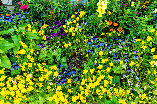 Many yellow and blue flowers in flowerbed decoration on street in town with pattern of vibrant vivid colors in Seaside, Florida