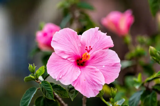 Macro closeup of one pink red hibiscus flower showing detail and texture against bokeh background of green leaves in Florida