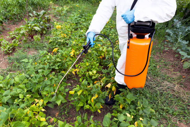 Herbicide spraying. Non-organic vegetables. Farmer spraying toxic pesticides in the vegetable garden apply fertilizer stock pictures, royalty-free photos & images