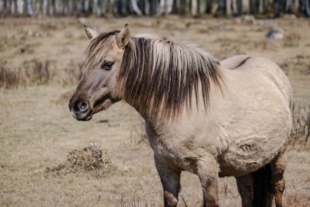 istock wild horses in naked pasture in spring 1146529811