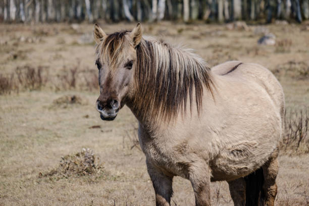 istock wild horses in naked pasture in spring 1146529850