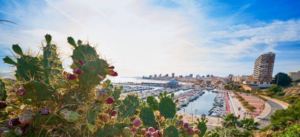 El Campello skyline and marina in Alicante at Costa Blanca focus in foreground cactus