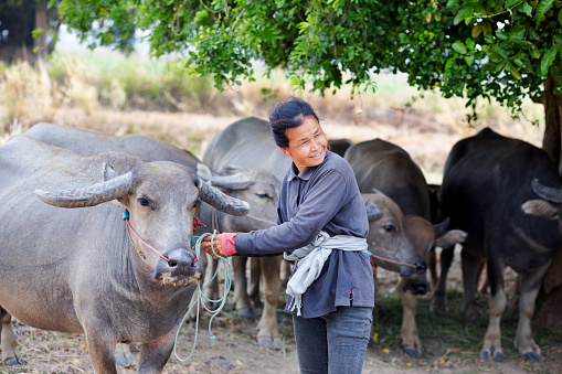 Capture of a thai farmer woman and thai water buffalos on a field in province of Udon Thani. Woman is looking to somewhere. She has one buffalo at rope. In background are more water buffalos under a tree.