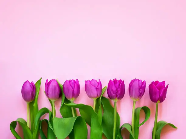 Photo of A row of beautiful purple tulips with green leaves on a pastel pink background. Romantic greeting card with copy space.