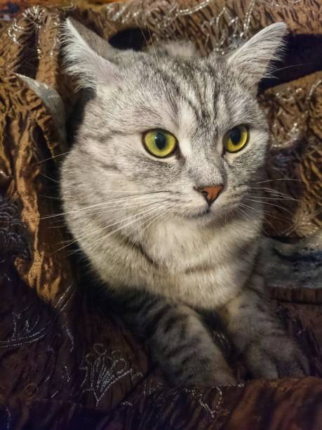 istock gray domestic cat breed Scottish Straight resting 1146532738