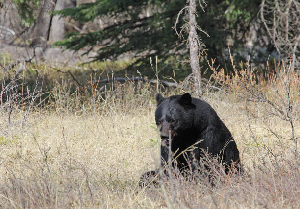 istock Black bear sitting in dry grass 1146535262